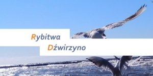 Rybitwa Dźwirzyno